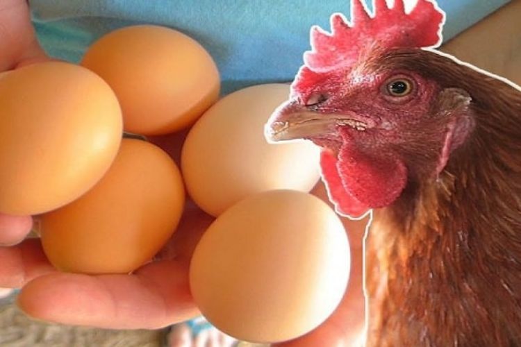 kỹ thuật nuôi gà công nghiệp đẻ trứng