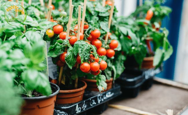 Chọn giống cà chua thích hợp trồng trong chậu