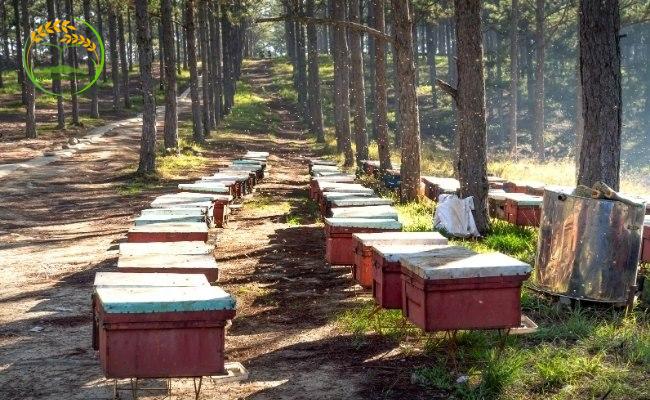 Chuẩn bị thùng trước khi nuôi ong mật tự nhiên