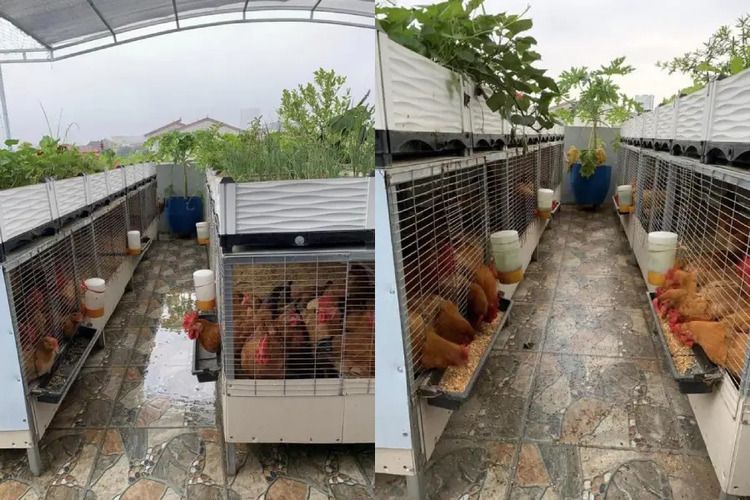 nuôi gà lấy trứng trên sân thượng
