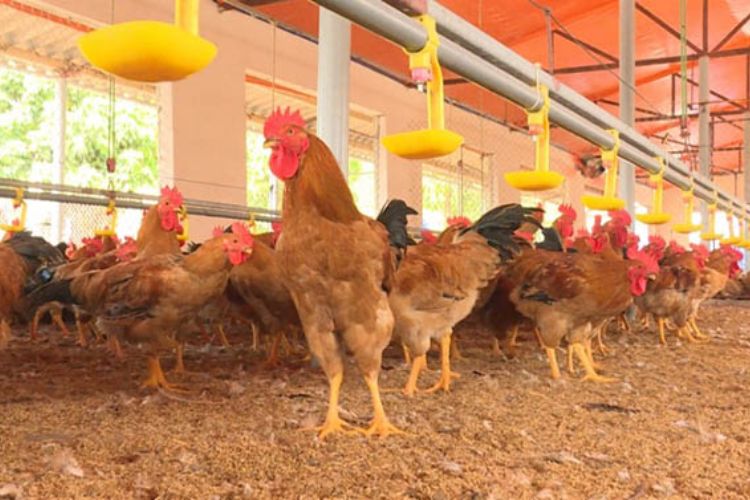 cách nuôi gà công nghiệp đẻ trứng