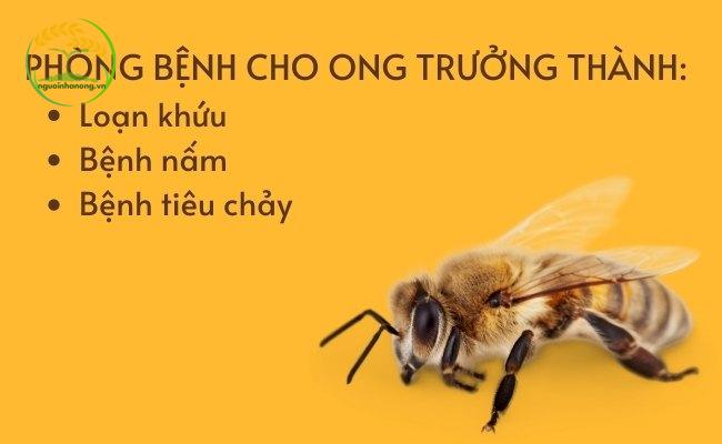 Hướng dẫn phòng bệnh cho ong trưởng thành