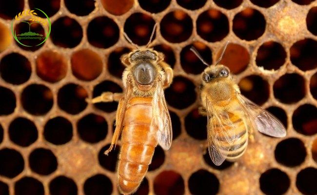 Có thể tạo ong chúa cho đàn bằng nhiều cách