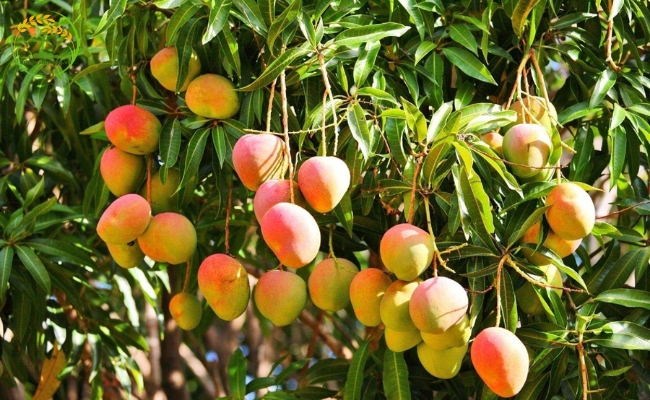 Kỹ thuật trồng xoài Úc sai trĩu quả