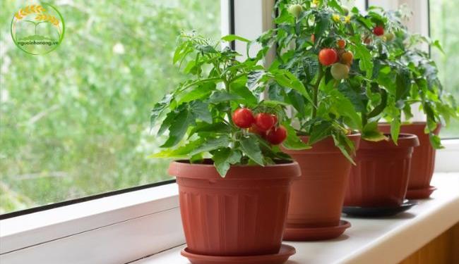 Bật mí cách trồng cà chua trong chậu hiệu quả tại nhà