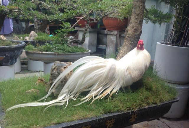 Mẫu gà tre Tân Châu màu trắng đuôi dài 