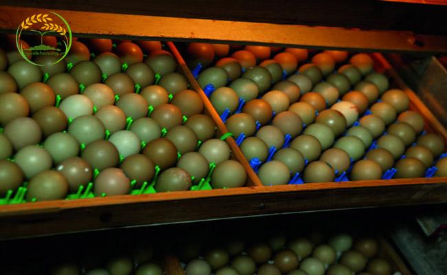 Ấp trứng chim trĩ bằng máy giúp tăng tỷ lệ nở