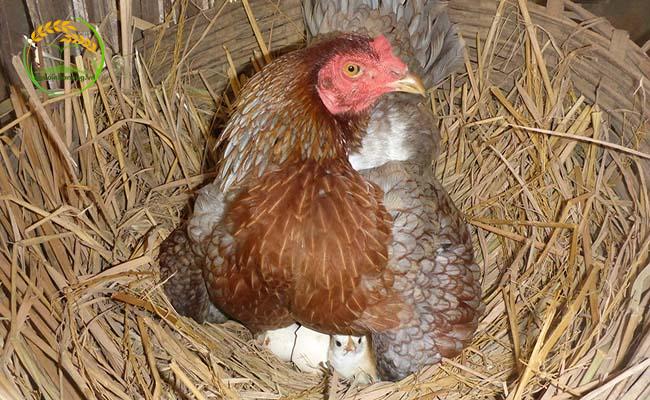 Phương pháp ấp vú khi nuôi chim trĩ lấy trứng
