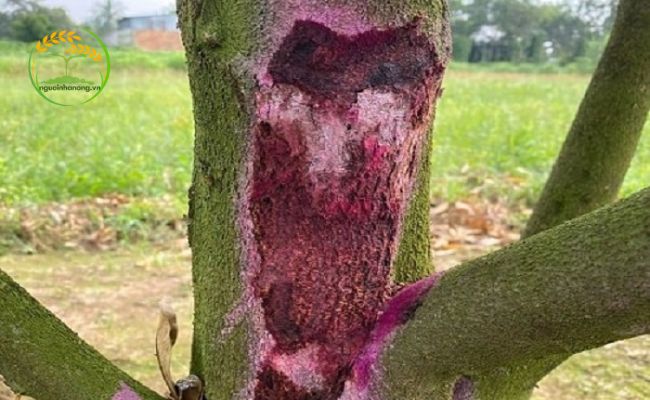 Bệnh nấm hồng thân cây sầu riêng