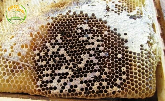 Hiện tượng thối ấu trùng Châu Âu có thể xảy ra khi nuôi ong tự nhiên