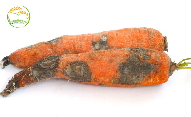 Một số bệnh hại cà rốt