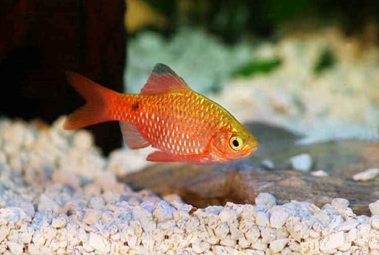 Cá 3 đuôi nuôi chung với cá gì – Cá hồng cam
