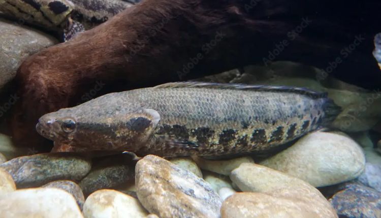Cá lóc dầy sinh sống ở lưu vực sông Cửu Long 