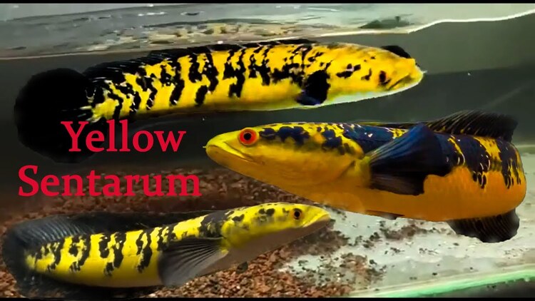 Cá lóc vẩy Rồng vàng Riau