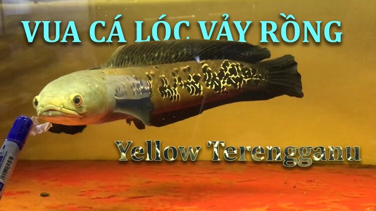 Cá lóc vẩy rồng vàng Terengganu