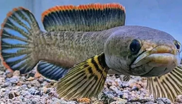 Cá lóc vây xanh Việt Nam có kích cỡ 20 - 25cm 