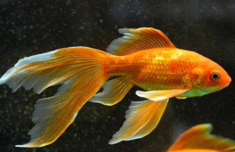 Cá Vàng là giống cá quen thuộc