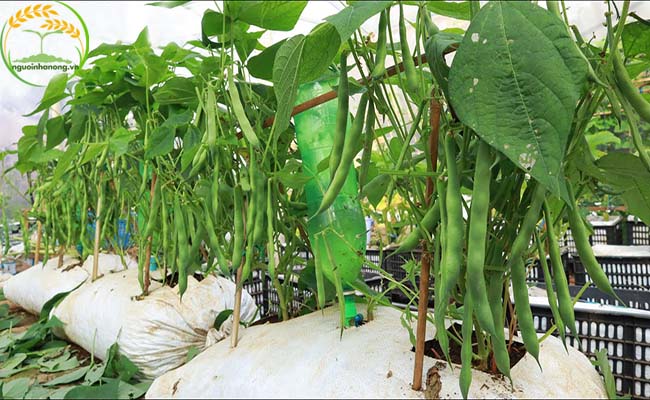Yếu tố ngoại cảnh có ảnh hưởng lớn tới các cách trồng đậu cove