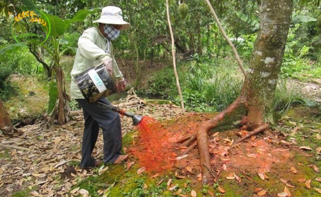 Cách chăm sóc cây sầu riêng sau khi thu hoạch