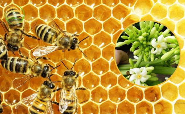 cách ngâm mật ong hoa đu đủ đực