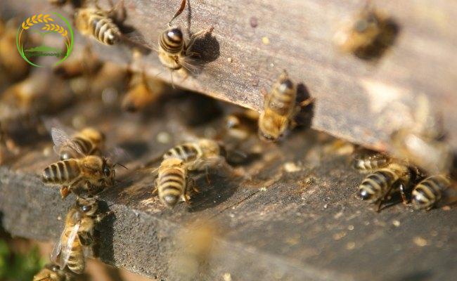 Hướng dẫn cách quản lý ong bốc bay hiệu quả khi nuôi ong mật tự nhiên
