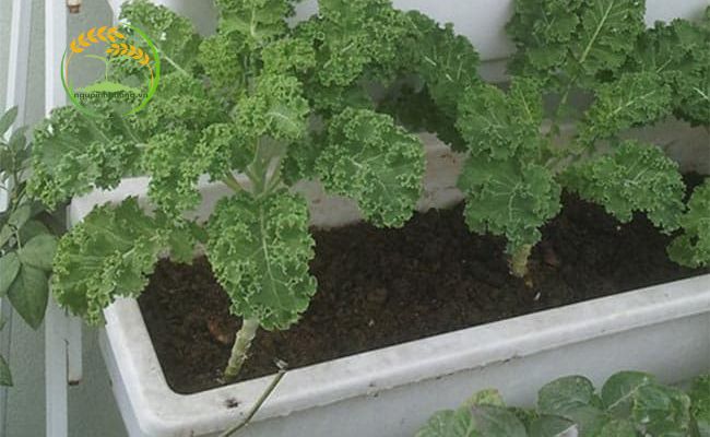 Cách trồng cải kale trong chậu