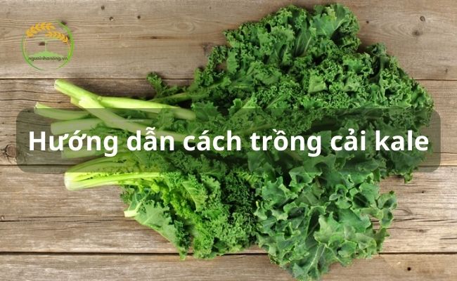 Hướng dẫn cách trồng cải Kale