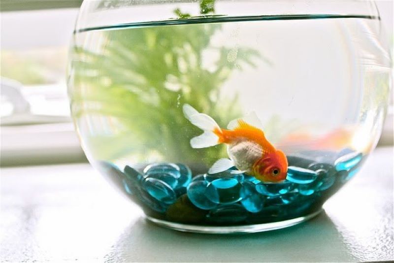 cách nuôi cá cảnh trong bể kính nhỏ