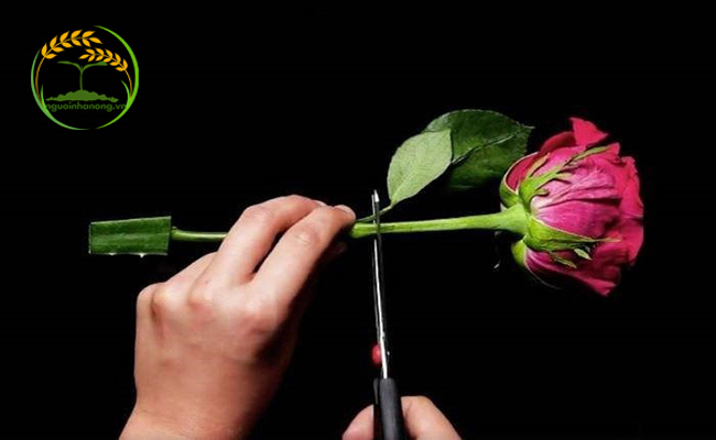 Cách cắt cành hoa hồng