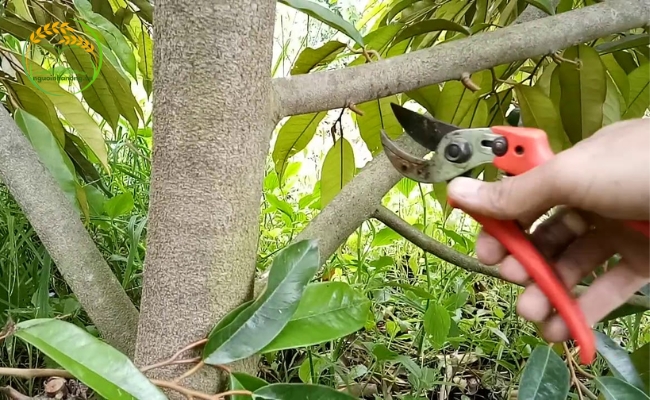 Phục hồi cây sầu riêng sau thu hoạch bằng cách cắt tỉa cành