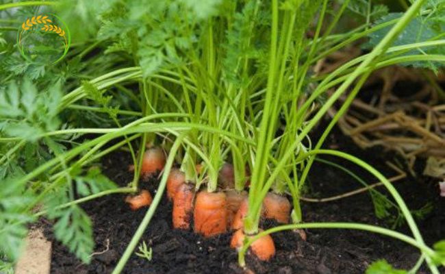 Hướng dẫn chi tiết chăm sóc cà rốt
