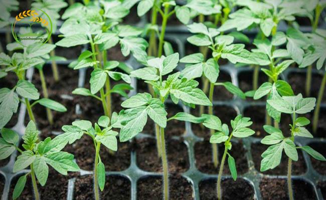 Chăm sóc cây con giúp ứng dụng cách trồng cà chua bi lùn hiệu quả hơn