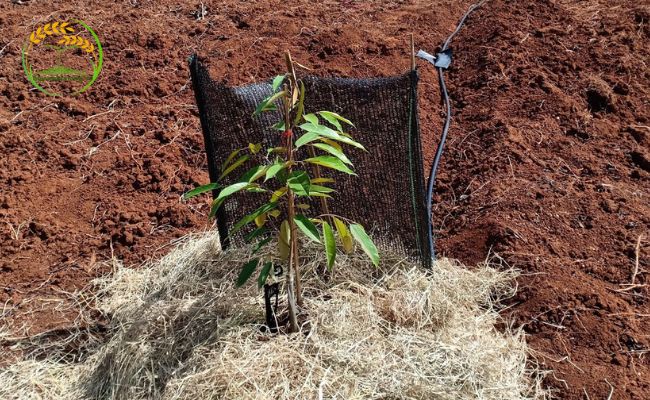 Cách chăm sóc cây sầu riêng mới trồng