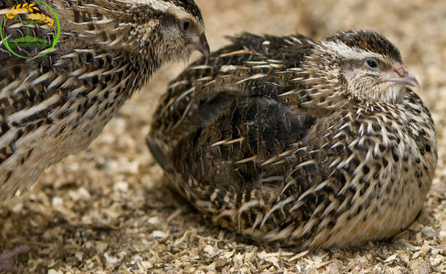 Cần chăm sóc chim cút sinh sản kỹ lưỡng để tạo năng suất cao