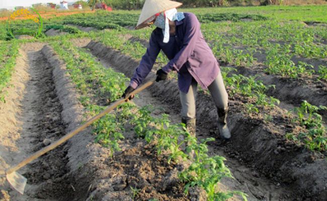 Cách trồng và chăm sóc cây khoai tây