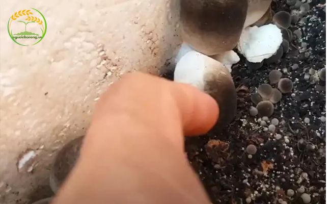 Kỹ thuật trồng và chăm sóc nấm rơm trong thùng xốp