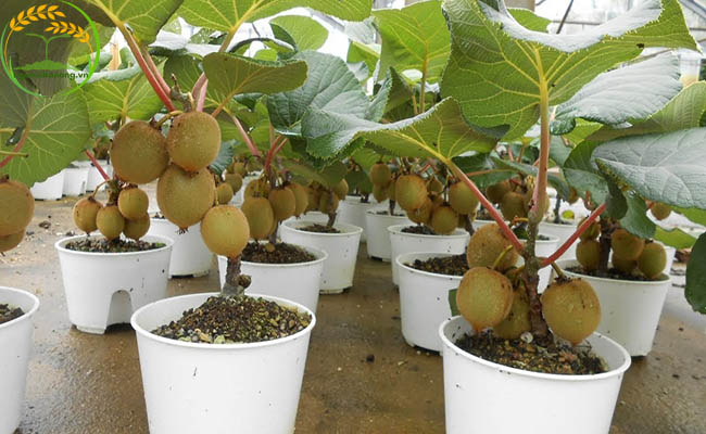 Cây kiwi có trồng được ở Việt Nam nhưng cần lựa chọn hạt giống kỹ lưỡng
