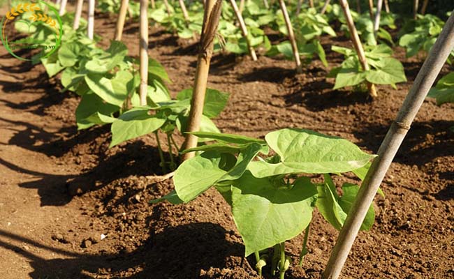 Cách trồng đậu cove đạt hiệu quả tốt là chuẩn bị đất trồng kỹ lưỡng