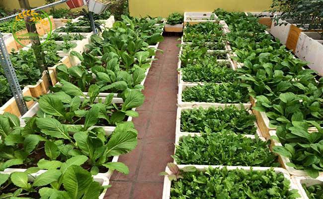 Cách trồng cải bẹ xanh mỡ tại nhà cần thùng xốp hoặc chậu
