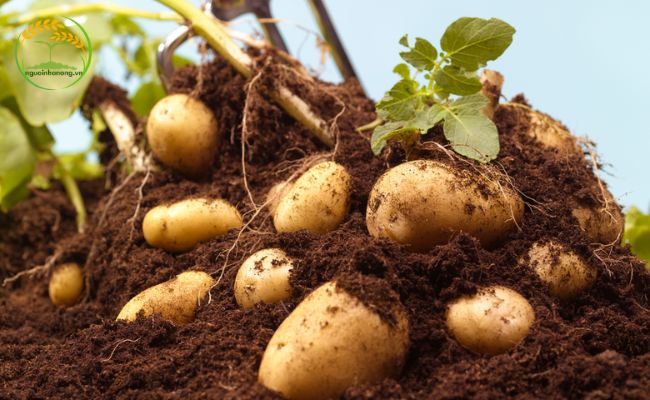 Tìm hiểu về cây khoai tây