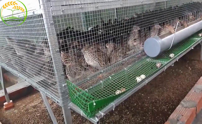 Đảm bảo chất lượng chuồng trại nuôi chim cút tại nhà