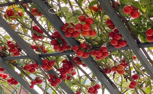 Cách trồng cà chua bạch tuộc không thể thiếu bước đảm bảo điều kiện ánh sáng