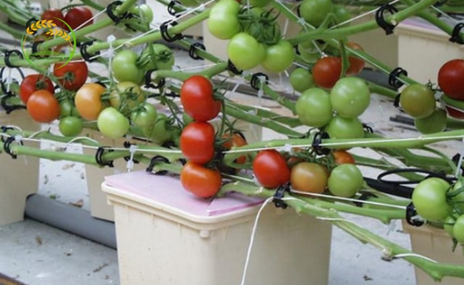 Đảm bảo các điều kiện để giúp quá trình Lựa chọn hệ thống trồng cà chua thủy canh hiệu quả hơn
