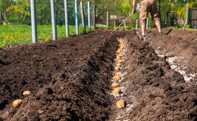 cách làm đất trồng khoai tây