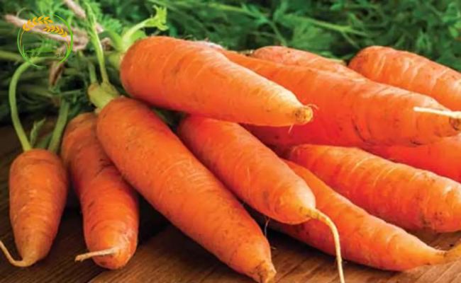 ĐIều kiện thích hợp để cà rốt sinh trưởng và phát triển