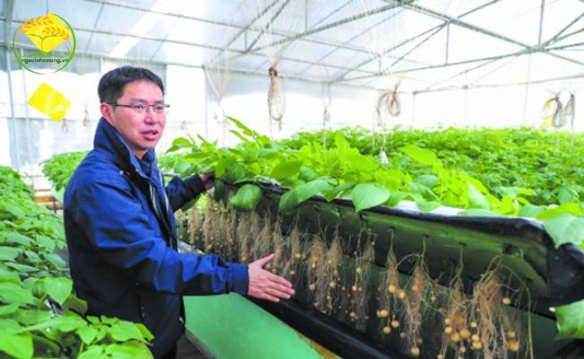 Hướng dẫn trồng khoai tây thuỷ sinh