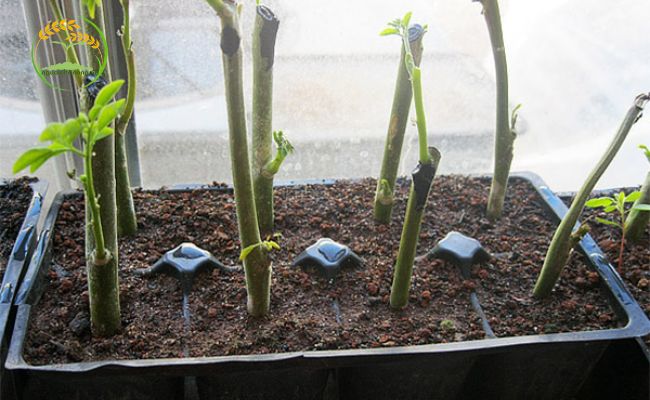 Cách trồng cây chùm ngây bằng cành