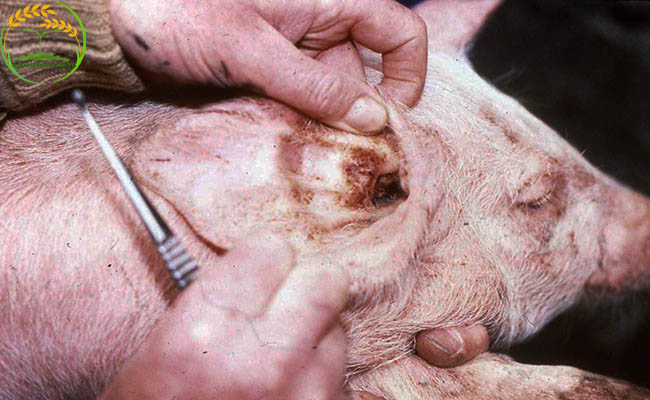 Kiểm tra lợn thường xuyên để phát hiện bệnh ghẻ