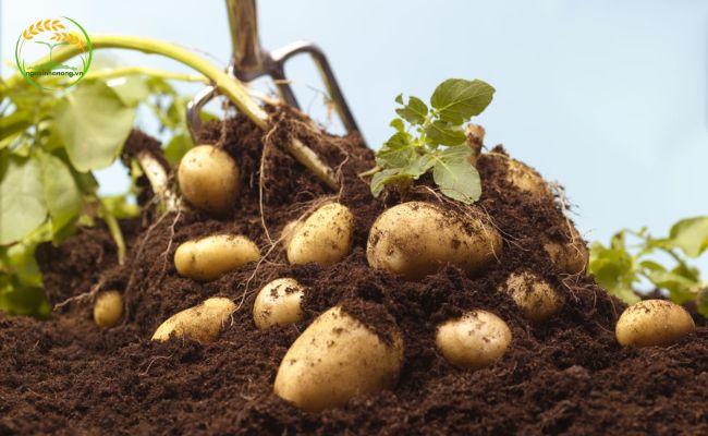 Kỹ thuật trồng cây khoai tây