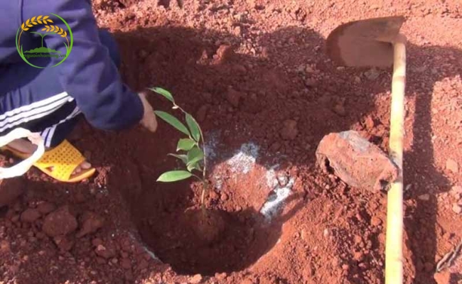 Cách trồng và chăm sóc cây sầu riêng con